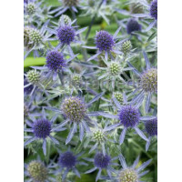 Mikołajek płaskolistny 'Blaukappe' Eryngium planum