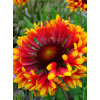 Gailardia 'Frenzy' Gaillardia