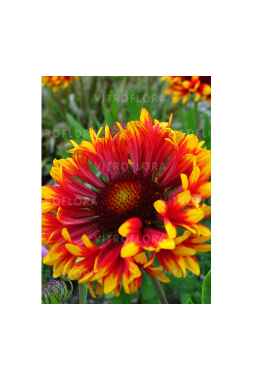Gailardia 'Frenzy' Gaillardia