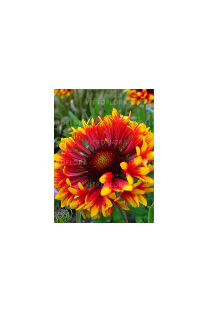 Gailardia 'Frenzy' Gaillardia