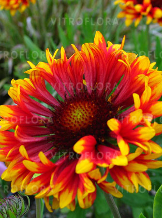 Gailardia 'Frenzy' Gaillardia