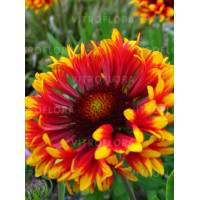 Gailardia 'Frenzy' Gaillardia