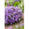 Floks szydlasty 'Purple Beauty' | Phlox subulata