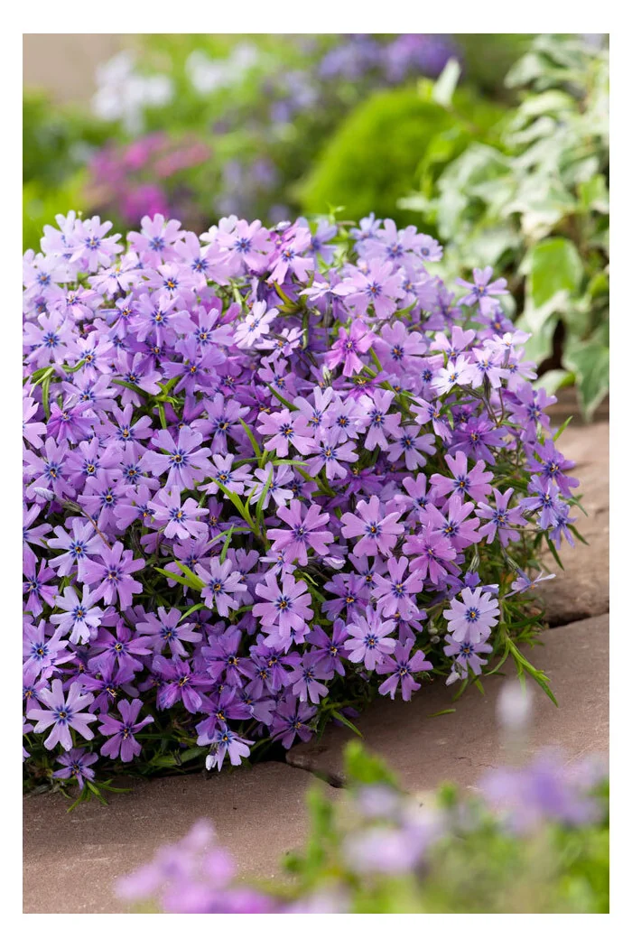 Floks szydlasty 'Purple Beauty' | Phlox subulata