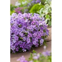 Floks szydlasty 'Purple Beauty' | Phlox subulata