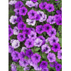 Supertunia MINI Vista 'Blue Violet'