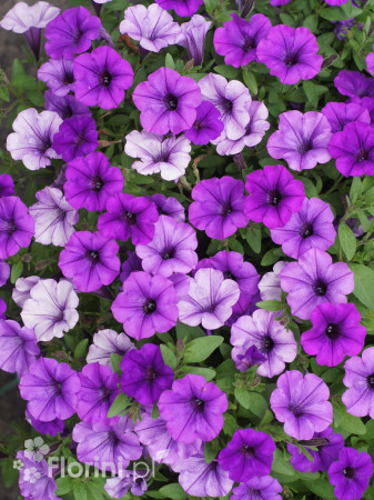 Supertunia MINI Vista 'Blue Violet'