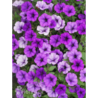 Supertunia MINI Vista 'Blue Violet'