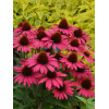 Jeżówka 'Sensation Pink' Echinacea