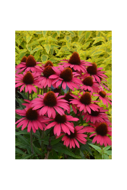 Jeżówka 'Sensation Pink' Echinacea