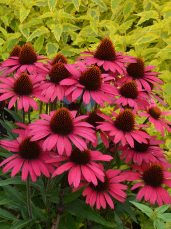 Jeżówka 'Sensation Pink' Echinacea