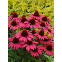 Jeżówka 'Sensation Pink' Echinacea