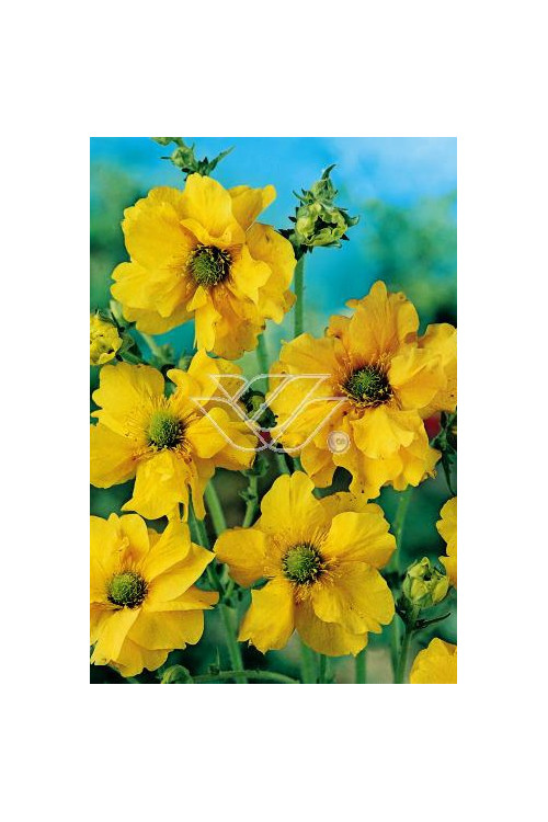 Kuklik szkarłatny 'Goldball' | Geum coccineum