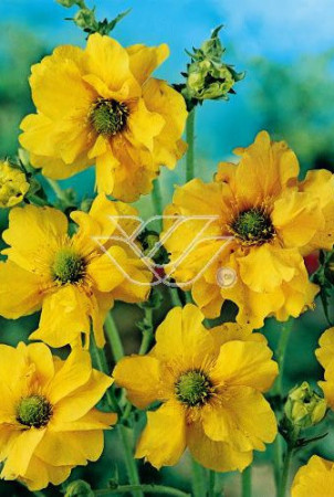 Kuklik szkarłatny 'Goldball' | Geum coccineum