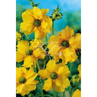 Kuklik szkarłatny 'Goldball' | Geum coccineum