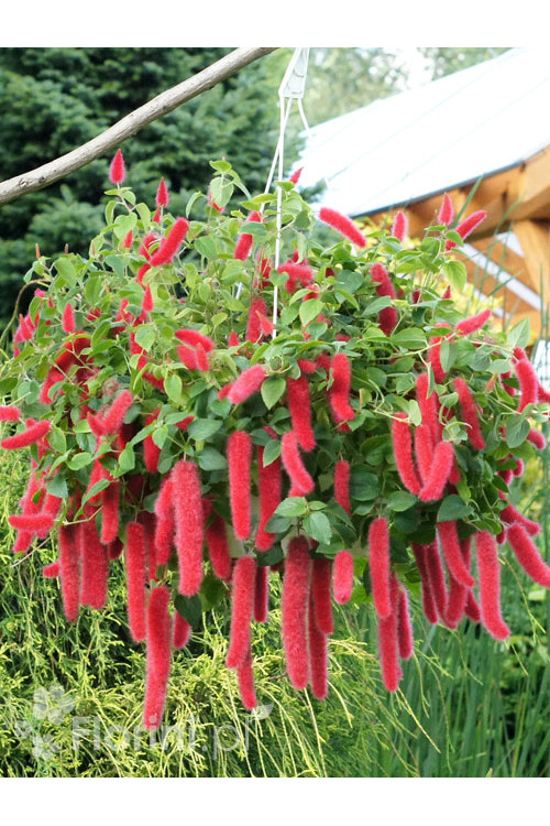 Pokrzywiec (kocie ogony) | Acalypha