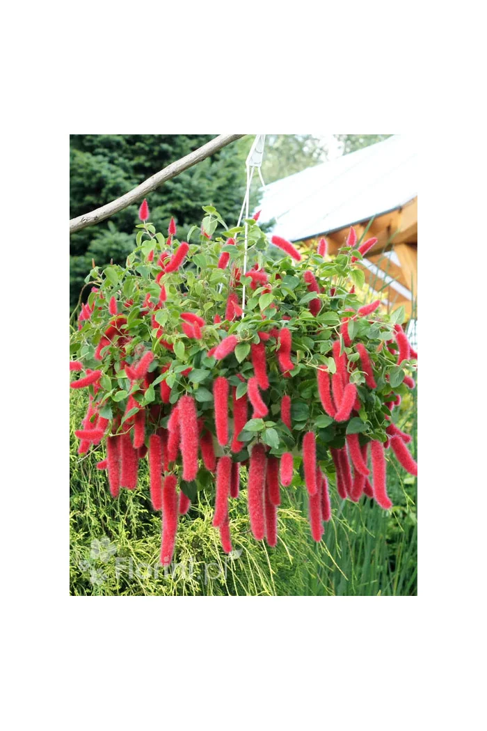 Pokrzywiec (kocie ogony) | Acalypha