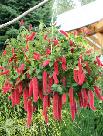 Pokrzywiec (kocie ogony) | Acalypha