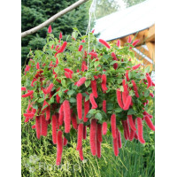 Pokrzywiec (kocie ogony) | Acalypha