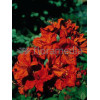 Azalia wielkokwiatowa 'Feuerwerk' Rhododendron
