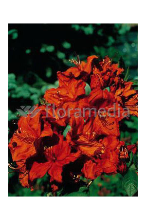 Azalia wielkokwiatowa 'Feuerwerk' Rhododendron