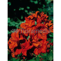 Azalia wielkokwiatowa 'Feuerwerk' Rhododendron