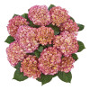Hortensja ogrodowa 'Grafin Cosel' Hydrangea macrophylla