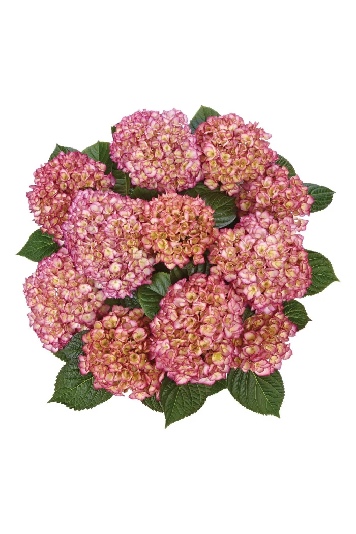 Hortensja ogrodowa 'Grafin Cosel' Hydrangea macrophylla