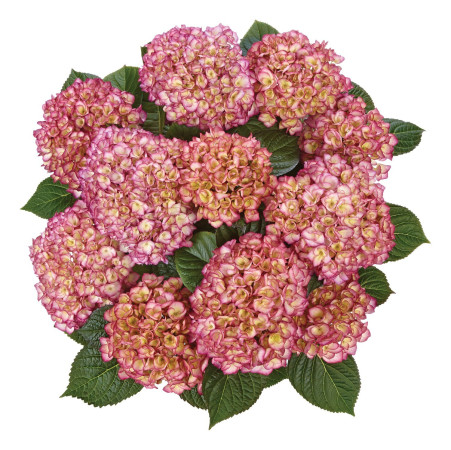 Hortensja ogrodowa 'Grafin Cosel' Hydrangea macrophylla