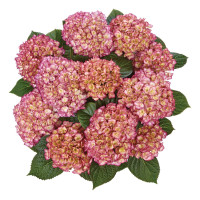 Hortensja ogrodowa 'Grafin Cosel' Hydrangea macrophylla