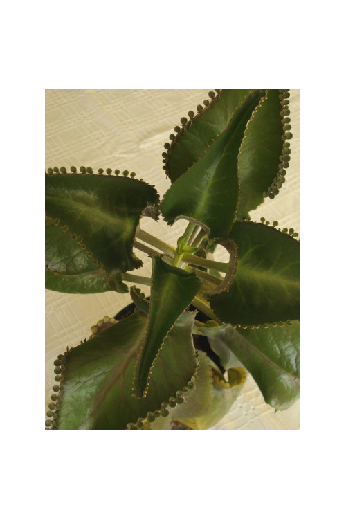 Żyworódka pierzasta Kalanchoe Daigremontiana