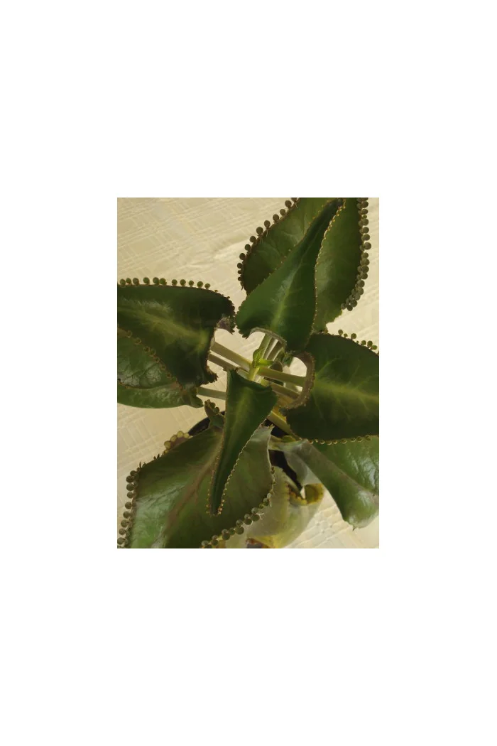 Żyworódka pierzasta Kalanchoe Daigremontiana