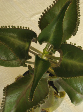 Żyworódka pierzasta Kalanchoe Daigremontiana