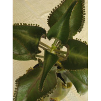 Żyworódka pierzasta Kalanchoe Daigremontiana