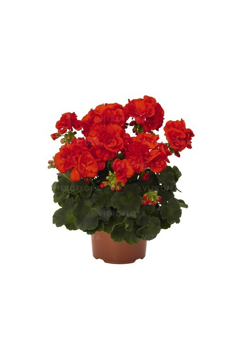 Pelargonia rabatowa 'Andria' div class'lat' Pelargonium zonale /div