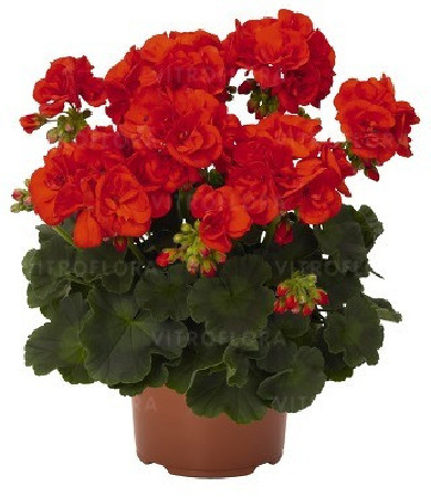 Pelargonia rabatowa 'Andria' div class'lat' Pelargonium zonale /div