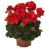 Pelargonia rabatowa 'Andria' div class'lat' Pelargonium zonale /div
