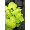 Żurawka 'Lime Rickey' Heuchera
