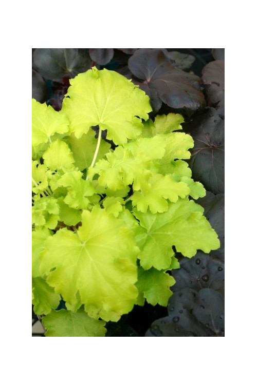 Żurawka 'Lime Rickey' Heuchera