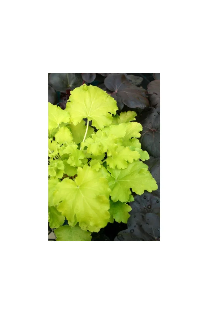 Żurawka 'Lime Rickey' Heuchera