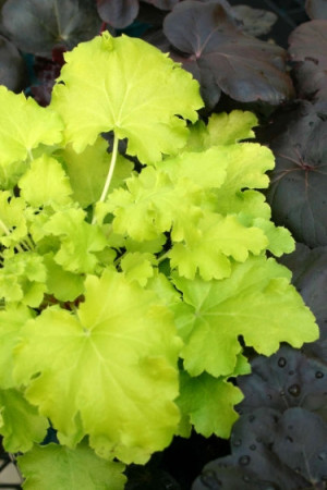 Żurawka 'Lime Rickey' Heuchera