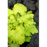 Żurawka 'Lime Rickey' Heuchera