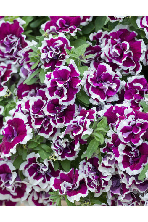 Surfinia 'Tumbelina Bella'