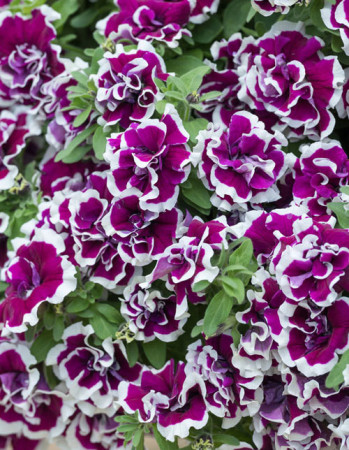 Surfinia 'Tumbelina Bella'