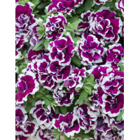 Surfinia 'Tumbelina Bella'