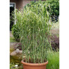 Miskant olbrzymi 'Aligator' | Miscanthus giganteus