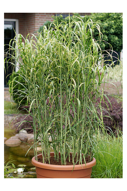 Miskant olbrzymi 'Aligator' | Miscanthus giganteus