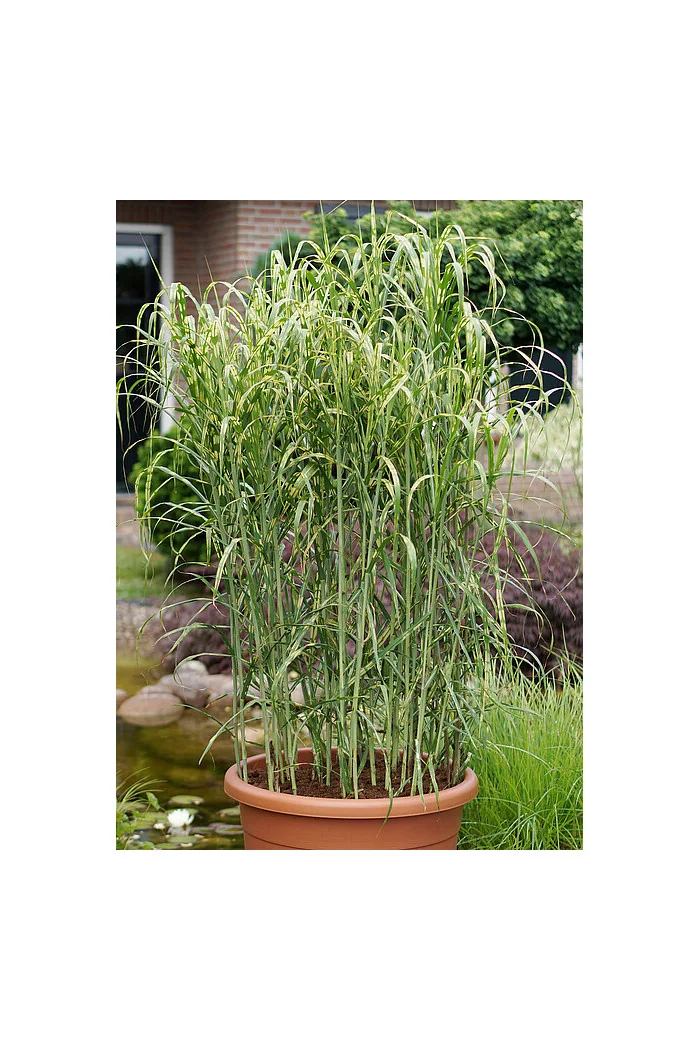 Miskant olbrzymi 'Aligator' | Miscanthus giganteus