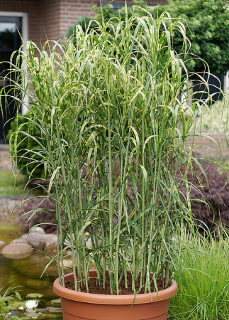 Miskant olbrzymi 'Aligator' | Miscanthus giganteus