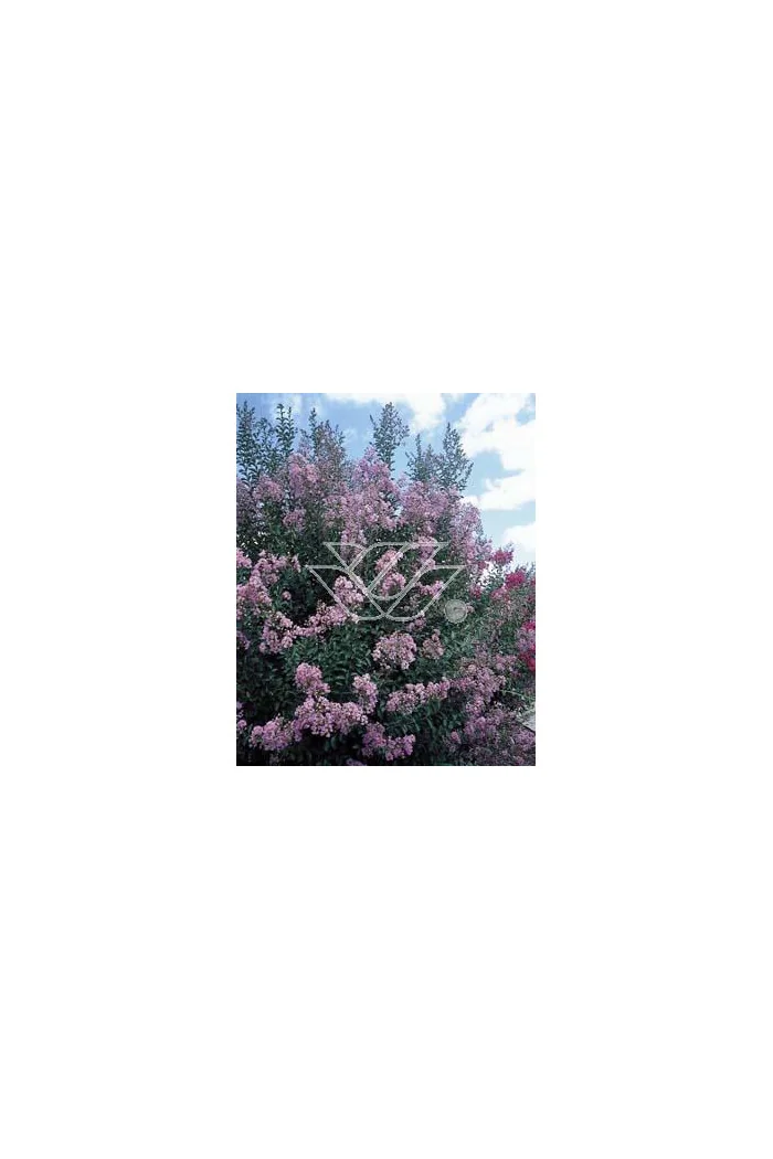 Lagerstroemia indyjska Lagerstroemia indica